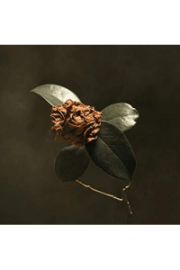 Young Sick Camellia