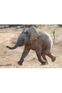 BABY ELEPHANT